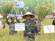 Dandim dan Kapolres Blora Ikut Panen Raya di Tambakromo Cepu Dukung Ketahanan Pangan Nasional