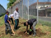 Dukung Program Ketahanan Pangan, Lapas Purwokerto Tanam 100 Pohon Pepaya