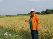 Hasil Jual Gabah Panen Membaik, Semua Tanah Bengkok Kades Pengkok Ditanami Padi