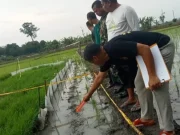 Perempuan 69 Tahun Tewas Tersengat Listrik Jebakan Tikus Sawahnya di Godong Grobogan