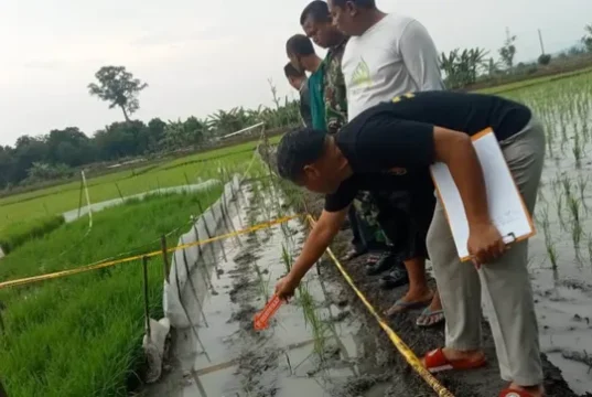 Perempuan 69 Tahun Tewas Tersengat Listrik Jebakan Tikus Sawahnya di Godong Grobogan