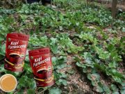 Purwaceng Potensi Wellness Tourism, Lelaki Ingin ‘Greng’ Datanglah ke Wonosobo