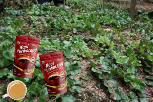 Purwaceng Potensi Wellness Tourism, Lelaki Ingin ‘Greng’ Datanglah ke Wonosobo