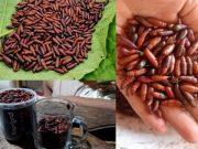 Ketika Musim Ungker Tiba, Harga Kepompong Ulat Daun Jati Capai Rp 160 Ribu/Kilogram
