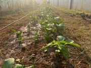 Dukung Program Ketahanan Pangan, Lapas Semarang Berdayakan Lahan Kosong untuk Tanam Sawi