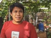 Budidaya Tanaman Anggur Penghasil Cuan