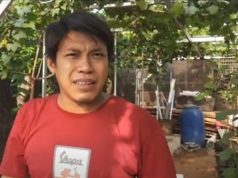 Budidaya Tanaman Anggur Penghasil Cuan