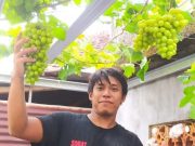 Kisah Sukses Petani Anggur dari Jepara, Omzet Puluhan Juta Jual Bibit hingga Malaysia