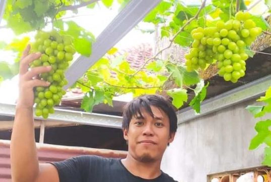 Kisah Sukses Petani Anggur dari Jepara, Omzet Puluhan Juta Jual Bibit hingga Malaysia