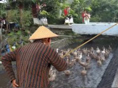 Mbebek