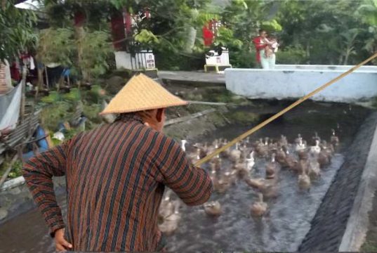 Mbebek