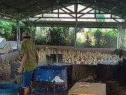 Kisah Inspiratif, Meraup Untung dari Bisnis Ternak Bebek