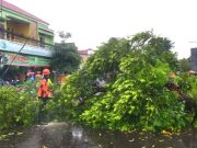 Jalan Protokol Kota Wonogiri Tertutup oleh Pohon Tumbang