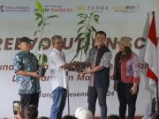 150 Bibit Pohon Buah Hijaukan Lingkungan Pastoran SCU