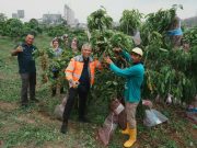 Panen Kelengkeng dan Durian di Kebun Hortikultura Semen Gresik Pabrik Rembang