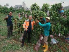 Panen Kelengkeng dan Durian di Kebun Hortikultura Semen Gresik Pabrik Rembang