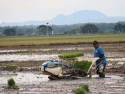 Dukung Swasembada Pangan, Dua Menteri Ikut Gerakan Tanam Padi Bersama di Sawah Kentong Cepu