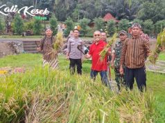 Samuel Wattimena Pimpin Panen Padi di Desa Sriwulan