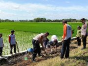 Gropyokan Tikus di Sragen, Petani Jangan Pasang Jebakan Listrik