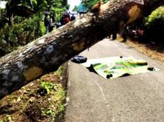 Tewas Tertimpa Pohon dan Mobil yang Terjerumus ke Jurang