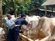 Pemkab Kebumen Terima Bantuan 1.100 Dosis Vaksin PMK dan Lato-lato