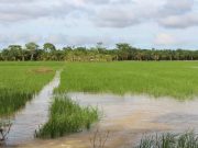 Terdampak Banjir, 10 Ribu Hektare Sawah di Jawa Tengah Gagal Panen