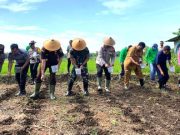 Gerakan Nasional Penanaman Jagung Serentak Satu Juta Hektare