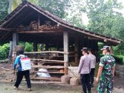 Sapi Mati Karena Terserang PMK Masih Berlanjut