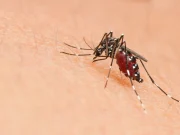 Begini Gejala dan Pencegahan Chikungunya, Kamu Wajib Tahu!