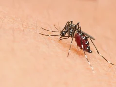 Begini Gejala dan Pencegahan Chikungunya, Kamu Wajib Tahu!