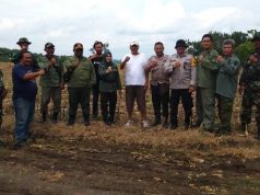 Perhutani KPH Blora Gencar Operasi Gabungan Tertibkan Tanaman Tebu Ilegal