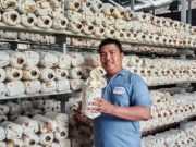 Budi Daya Jamur Tiram Poktan Alugoro, Ditawarkan untuk Makan Bergizi Gratis