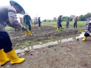Pemkot Bersama Polres Tegal Kota Tanam Jagung di Lahan 1.000 Meter