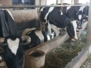 Dinperpa Pemkot Pekalongan Suntik Vaksin 150 Ekor Sapi untuk Cegah PMK