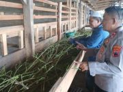 Personel Polres Tegal Kota Edukasi Peternak Soal PMK