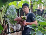 Antioksidan Alami Jadi Solusi Masa Depan