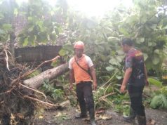 Pohon Jati Rungkat Timpa Rumah di Tawangharjo, Dapur dan Kamar Mandi Rusak