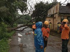 Sebuah Pohon Jati di Jepara Menimpa Bangunan SD, Satu Pemotor Tewas