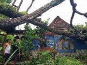 Rumah Warga Rusak Tertimpa Pohon Tumbang