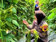 Mengubah Tanah Pekarangan Jadi Lahan Produktif Kebun Sayur
