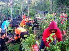 Serangan Kera Diperparah Kasus ‘Pembuangan’ dari Daerah Lain