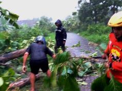 Pohon Tumbang Melintang Jalan, Akses Hubungan Darat Macet