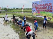 Ita Akhiri Jabatan dengan Mewariskan Padi Biosalin di Lahan Pesisir Rob
