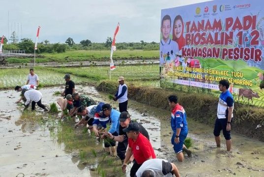 Ita Akhiri Jabatan dengan Mewariskan Padi Biosalin di Lahan Pesisir Rob