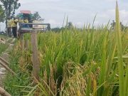 Bulog Buru Gabah 97 Hektar Kadar Air 30 Persen di Tambirejo Grobogan, Petani Bungah