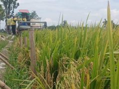 Bulog Buru Gabah 97 Hektar Kadar Air 30 Persen di Tambirejo Grobogan, Petani Bungah