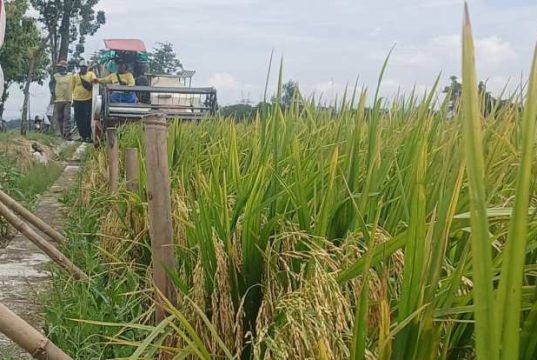 Bulog Buru Gabah 97 Hektar Kadar Air 30 Persen di Tambirejo Grobogan, Petani Bungah