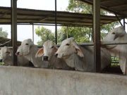 655 Sapi di Blora Terinfeksi Penyakit Mulut dan Kuku Sejak Januari, 51 Ekor Mati