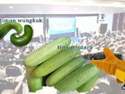 Timun Wungkuk Timun Jinara
