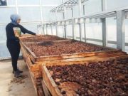 Dampak Cuaca Ekstrem, Produksi Panen Kopi Muria Merosot Tajam